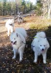 Träningspass med Borga Wintra Svea