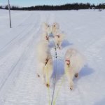 Fjällstur: Telma Litoja Svea Glazkova Tarisha Wintra