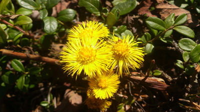 Vårens första blomma är Tussilago
