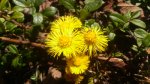 Vårens första blomma är Tussilago