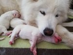 Glazkovas valpar 1 dag