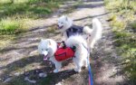 Fjällvandring I Vemdalsskalet med Litoja och Svea