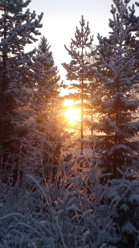 Solsken i vinterskogen