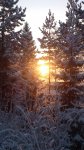 Solsken i vinterskogen