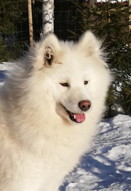 Wintra 2 år
