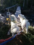 Wintra och Borga på vandring efter Hocklaslingan i Loos