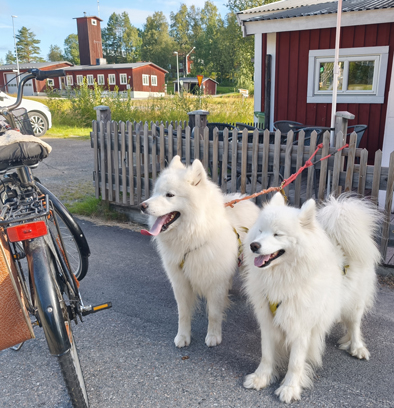 Cykeltur till bageriet med Wintra och Hilton