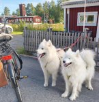 Cykeltur till bageriet med Wintra och Hilton