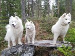 Wintra, Svea och Borga i Karlsforsskogen