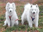 Wintra 6 mån och Svea 7 år till fjälls