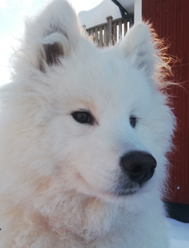 Wintra "Lurvöra" 10 mån.