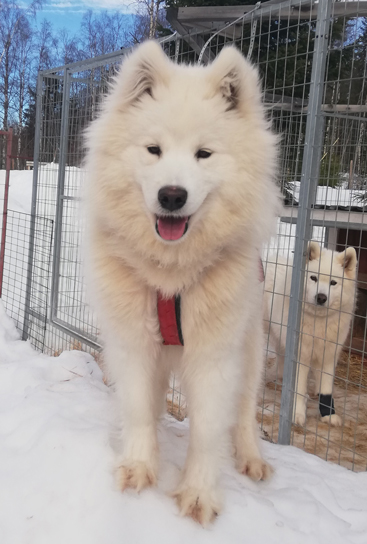 Wintra 1 år. Telma 10 år i bakgrunden