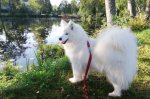 Wintra på utställning i Högbo Bruk