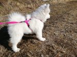 Wintra på promenad