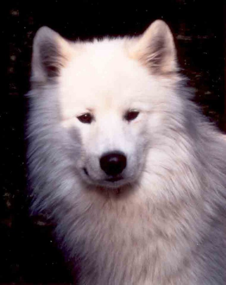 Great Zwezda Karloff 1 år